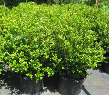 Buxus microphylla var. koreana Wintergreen