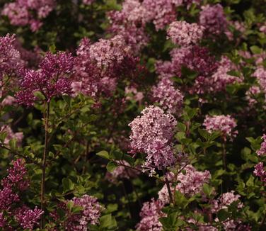 Syringa meyeri Palibin