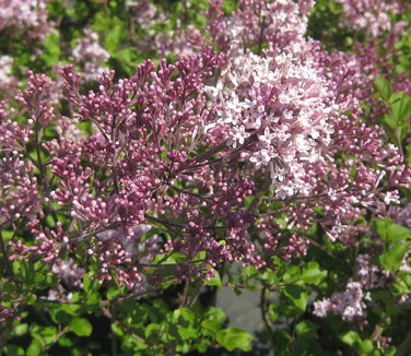 Syringa meyeri Palibin