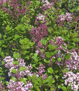 Syringa meyeri Palibin