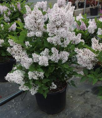 Syringa patula Miss Kim 