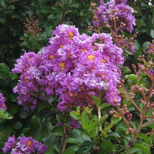 Lagerstroemia x Catawba