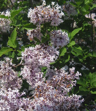 Syringa patula Miss Kim 