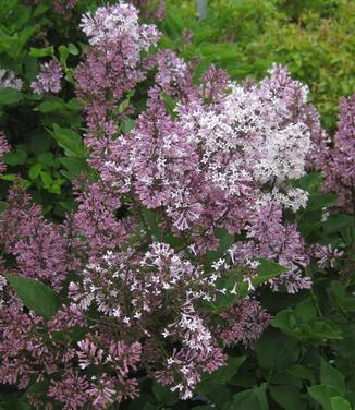 Syringa patula Miss Kim 