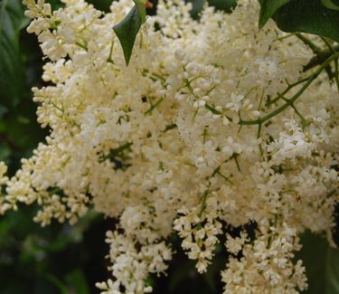 Syringa reticulata 'Ivory Silk'