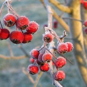 Crataegus viridis Winter King