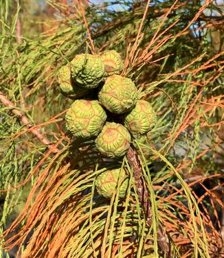 Taxodium ascendens Debonair