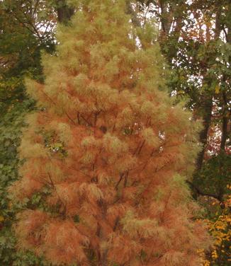 Taxodium ascendens Debonair