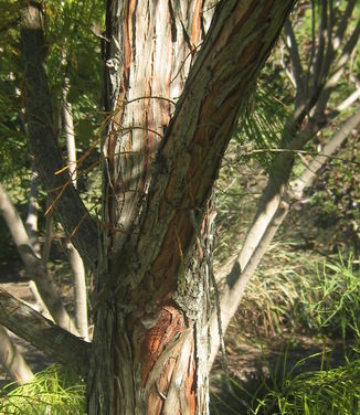 Taxodium ascendens Debonair