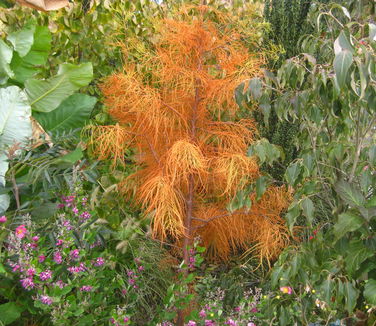 Taxodium ascendens Nutans