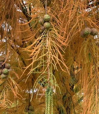 Taxodium ascendens Nutans 