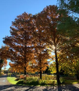 Taxodium ascendens Nutans (fall color)