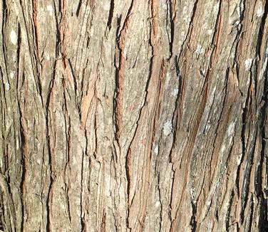 Taxodium ascendens Nutans