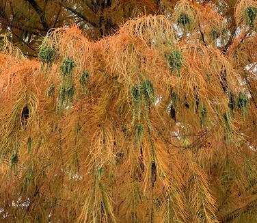 Taxodium ascendens Nutans