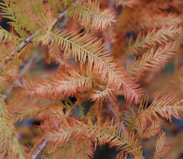 Taxodium distichum Shawnee Brave (Fall Color)
