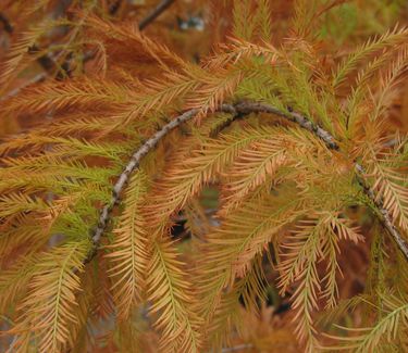 Taxodium distichum Shawnee Brave - Bald Cypress (Fall color)