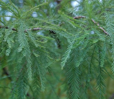 Taxodium distichum Shawnee Brave