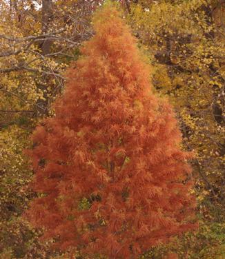 Taxodium distichum Shawnee Brave