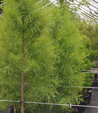 Taxodium distichum Shawnee Brave