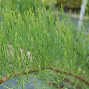 Taxodium ascendens Debonair®