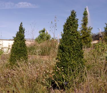 Buxus sempervirens Dee Runk (Longwood Gardens)