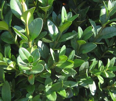 Buxus sempervirens 'Dee Runk' 