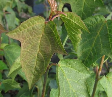 Viburnum acerifolium 