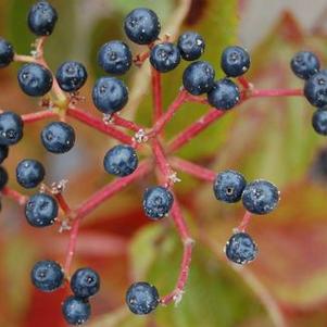 Viburnum dentatum Blue Muffin®