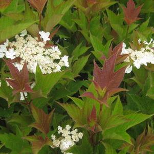 Viburnum trilobum Bailey Compact