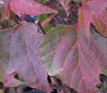 Viburnum acerifolium - Mapleleaf Viburnum