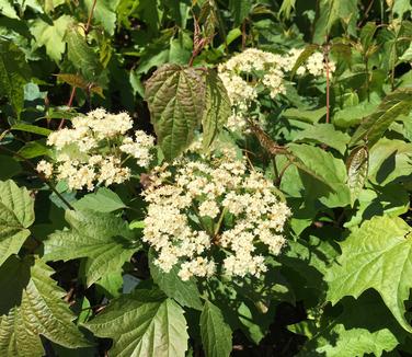 Viburnum acerifolium