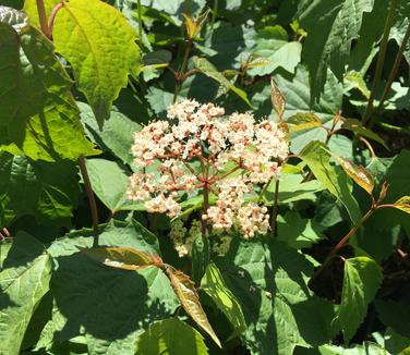 Viburnum acerifolium