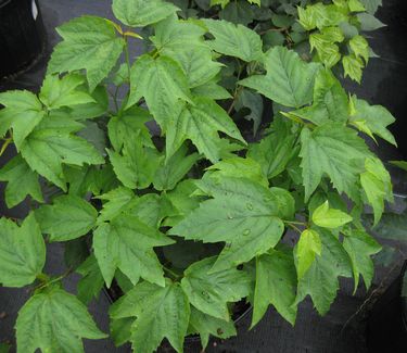 Viburnum acerifolium - Mapleleaf Viburnum