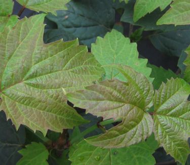 Viburnum acerifolium 