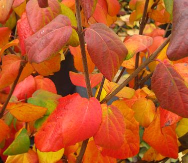 Viburnum carlesii - Koreanspice Viburnum (Fall Color)