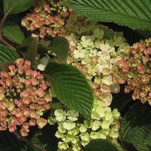 Viburnum plicatum Kern's Pink