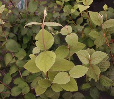 Viburnum carlesii