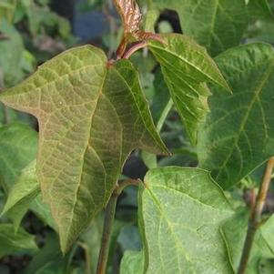 Viburnum acerifolium 