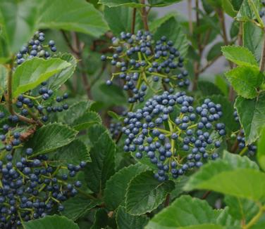 Viburnum dentatum Chicago Lustre - Arrowwood Viburnum