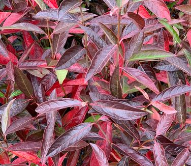 Viburnum nudum Brandywine