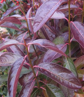 Viburnum nudum Winterthur (fall color)