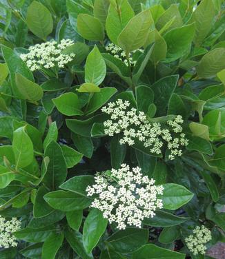 Viburnum nudum Winterthur