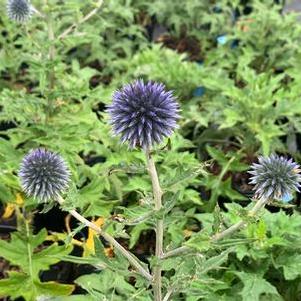 Echinops bannaticus Blue Glow