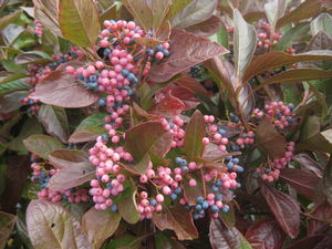 Viburnum nudum Winterthur (fall color)