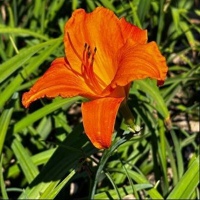 Hemerocallis Mauna Loa