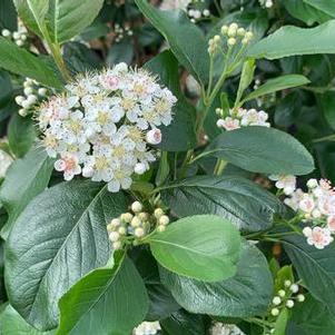 Aronia melanocarpa Viking