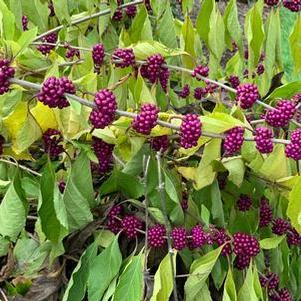 Callicarpa americana 