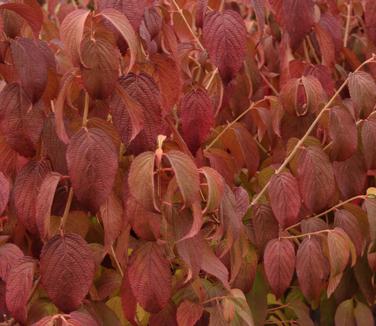 Viburnum plicatum tom. 'Shasta'