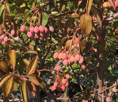 Viburnum prunifolium