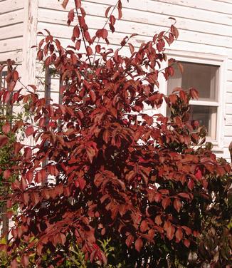 Viburnum prunifolium 